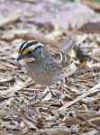 White throated Sparrow